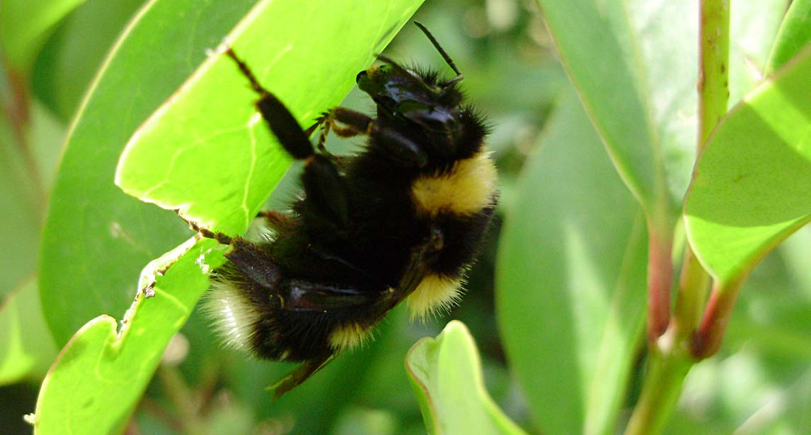 Bombus ruderatus  F (Apidae) su foglie di ligustro